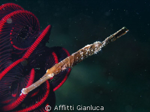 solenostomus cyanopterus by Afflitti Gianluca 